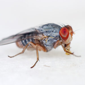 A fruit fly on a white background, with red eyes, a grey body, and dark stripes.
